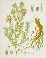 ratanhia - krameria triandra